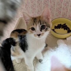 甘えん坊集団！アイちゃん