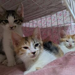 甘えん坊集団！アイちゃん - 猫