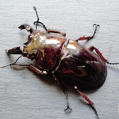取り引き中③