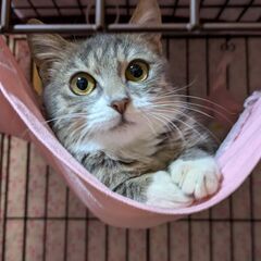 甘えん坊♡グレー白のよんちゃん