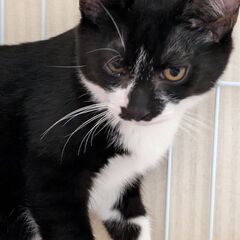 かわいい♡白黒の男の子♡いっくん