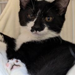 かわいい♡白黒の男の子♡いっくん - 猫