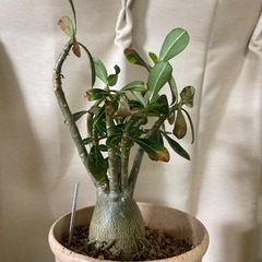 【観葉植物】【塊根植物】アデニウムの画像