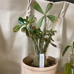 【観葉植物】【塊根植物】アデニウムの画像