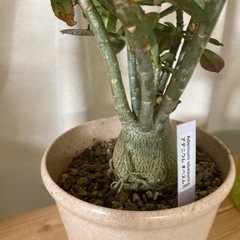 【観葉植物】【塊根植物】アデニウムの画像