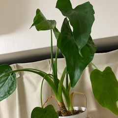 【観葉植物】クワズイモの画像