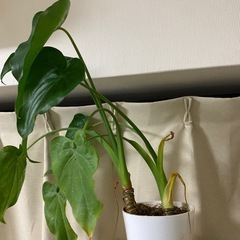 【観葉植物】クワズイモの画像