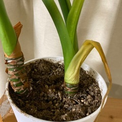 【観葉植物】クワズイモの画像