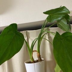 【観葉植物】クワズイモの画像