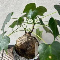 山口県の観葉植物の中古が安い!激安で譲ります・無料であげます 山口県の観葉植物の中古が安い!激安で譲ります・無料であげます