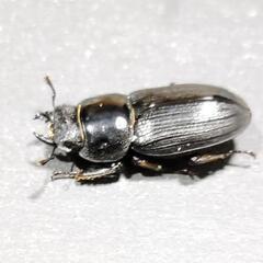 【イタリア産】ムシモンオオクワガタ　♂♀ペアの画像
