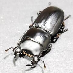 【イタリア産】ムシモンオオクワガタ　♂♀ペア