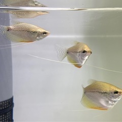 【18時まで受け取れる方】熱帯魚8匹