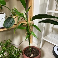 【観葉植物】キングバンブー　ミリオンバンブー