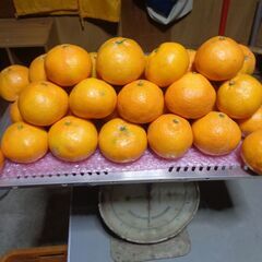 南予のおいし~いミカン「６-７センチサイズ」の画像