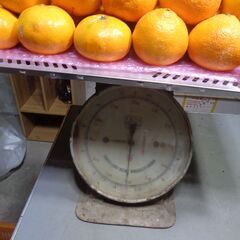 南予のおいし~いミカン「６-７センチサイズ」の画像