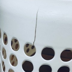 年内処分‼️洗濯カゴ〈お取引中…〉の画像
