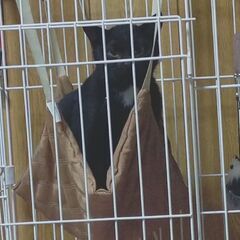 １歳６か月のエンジェルマークの黒猫ちゃん。♀ - 三原市