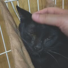 １歳６か月のエンジェルマークの黒猫ちゃん。♀ − 広島県