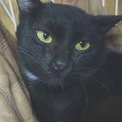 １歳６か月のエンジェルマークの黒猫ちゃん。♀ - 里親募集