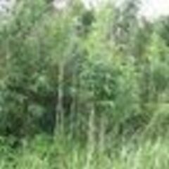 篠竹をお客様側でご自由に取って持ち帰って下さい。場所は教えます。...