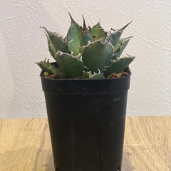 アガベ　チタノタ　シーザー