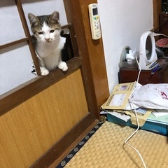 いわき市里親募集です