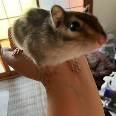 シマリス2歳 男の子