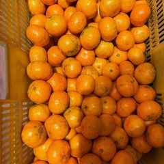 蒲郡みかん　箱入り娘　おてんば娘　二等品　の画像