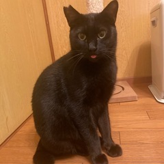 ビックリ顔の黒猫　♂ 年齢不明5歳未満くらい