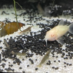 コリドラス1匹×3種の画像