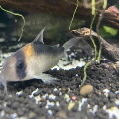 コリドラス1匹×3種の画像