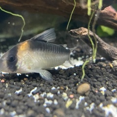 コリドラス1匹×3種の画像