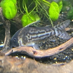 コリドラス1匹×3種の画像