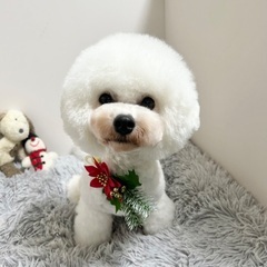 【ビションフリーゼ】シャンプー＆カット初回半額3,300円⭐︎松...