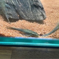 オトシンネグロ(残り6匹)の画像