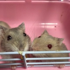 🐹🐹ジャンガリアンハムスター🐹🐹　🐹🐹沢山の里親様をお待ちしてお...
