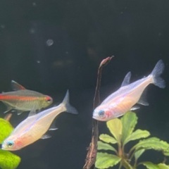 テトラ4種×2匹+サイミーフォックス1の画像