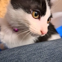 かわいい♡ハチワレちゃん
