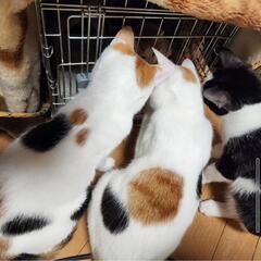 白三毛猫とても仲良し姉妹　活発な性格のミケチヨちゃん　女の子　推定9か月 - 猫
