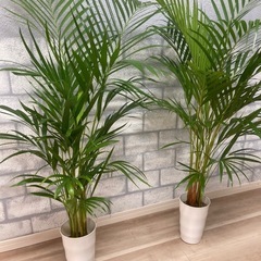 観葉植物🪴アレカヤシ②✨