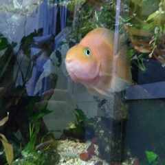熱帯魚　パロットファイヤーの画像
