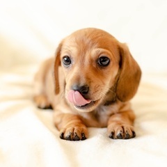 【ダックス・MIX犬】シャンプー＆カット初回半額3,300円⭐︎...