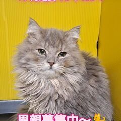 里親募集中！生後4ヶ月足長マンチカンロングヘア♂(⋈◍＞◡＜◍)。✧♡