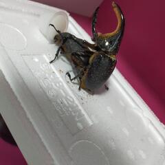 サタンオオカブト3齢幼虫 カブトムシの画像