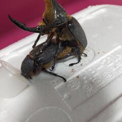 サタンオオカブト3齢幼虫 カブトムシの画像