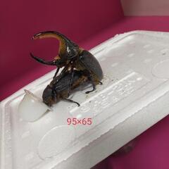 取引中！！サタンオオカブトペア 観賞用
