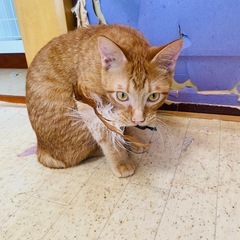 【トライアル中】短いしっぽが可愛い茶トラのちゃび君 - 猫