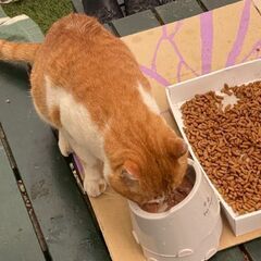 迷子猫探されてませんか？？　蓮の池公園　光明寺付近に来るようになりました。【4月13日(日曜日)　🌟久留米市野中町のログハウス🌟譲渡会🌟】 - 猫
