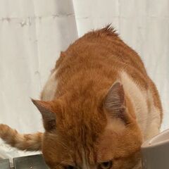迷子猫探されてませんか？？　蓮の池公園　光明寺付近に来るようになりました。【4月13日(日曜日)　🌟久留米市野中町のログハウス🌟譲渡会🌟】 - 久留米市